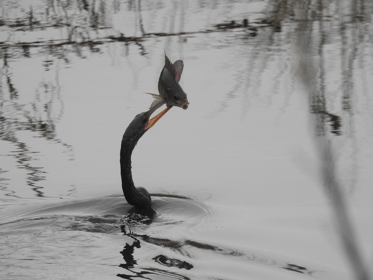 Anhinga - ML646539952