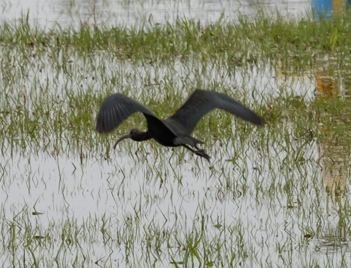 Glossy/White-faced Ibis - ML646539953