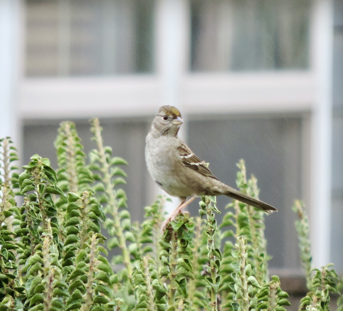 Golden-crowned Sparrow - ML646539955