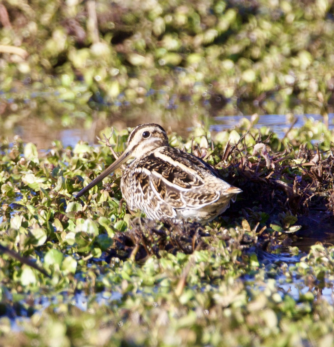 Wilson's Snipe - ML646539956