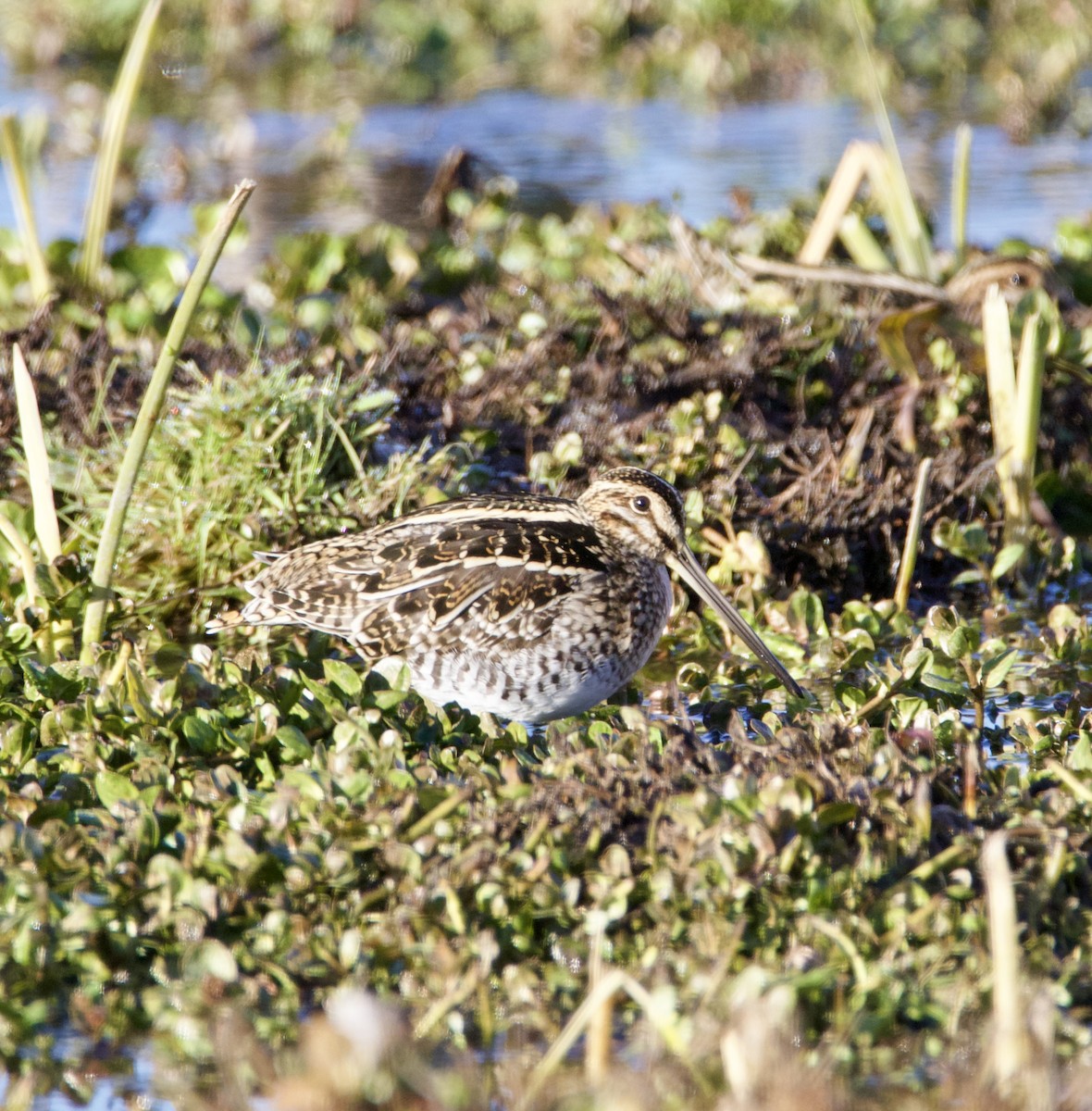 Wilson's Snipe - ML646539957