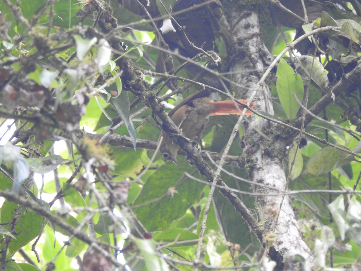 Montane Foliage-gleaner - ML646539958