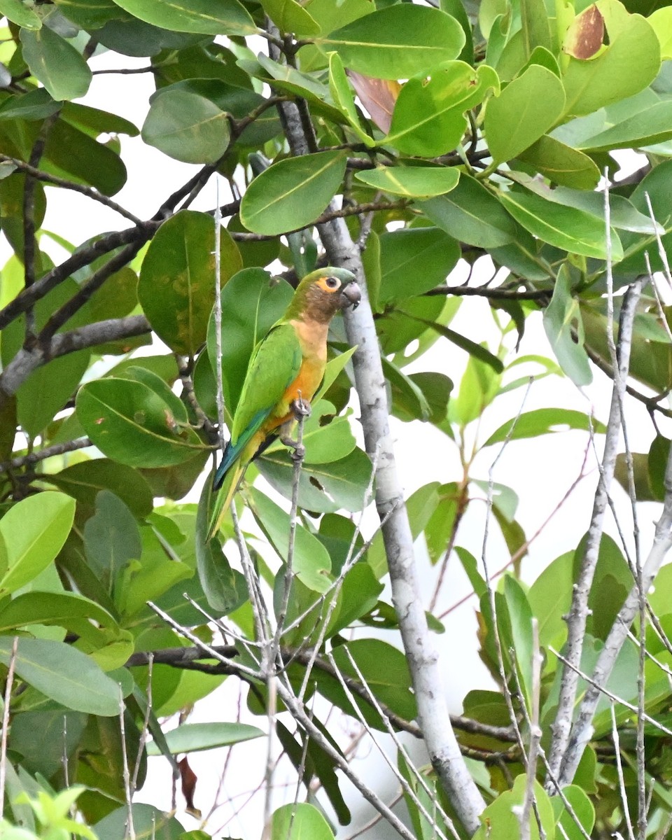 Brown-throated Parakeet - ML646539959