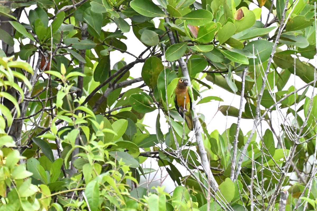 Brown-throated Parakeet - ML646539960