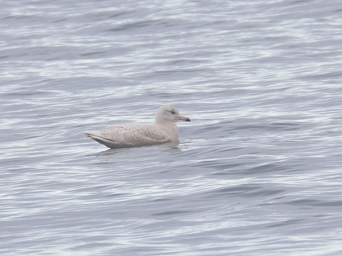 polarmåke - ML646539961