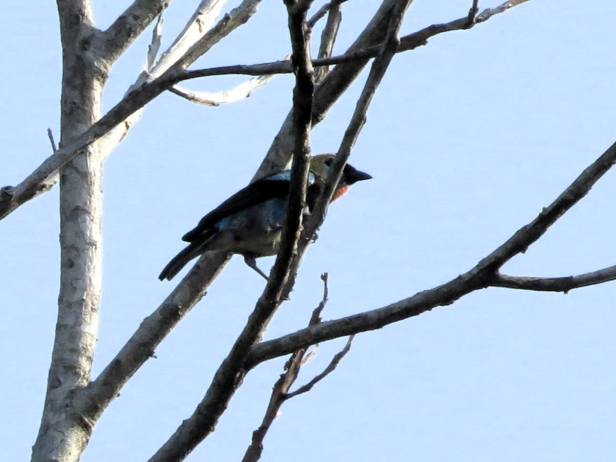 Золотистоголовая танагра - ML646539964