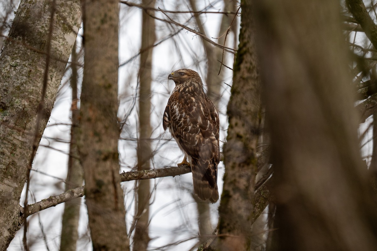 Red-shouldered Hawk - ML646539965