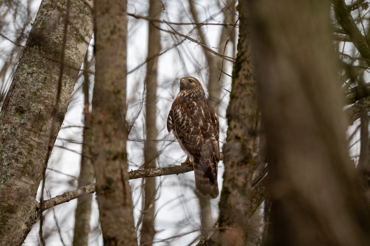 Red-shouldered Hawk - ML646539966