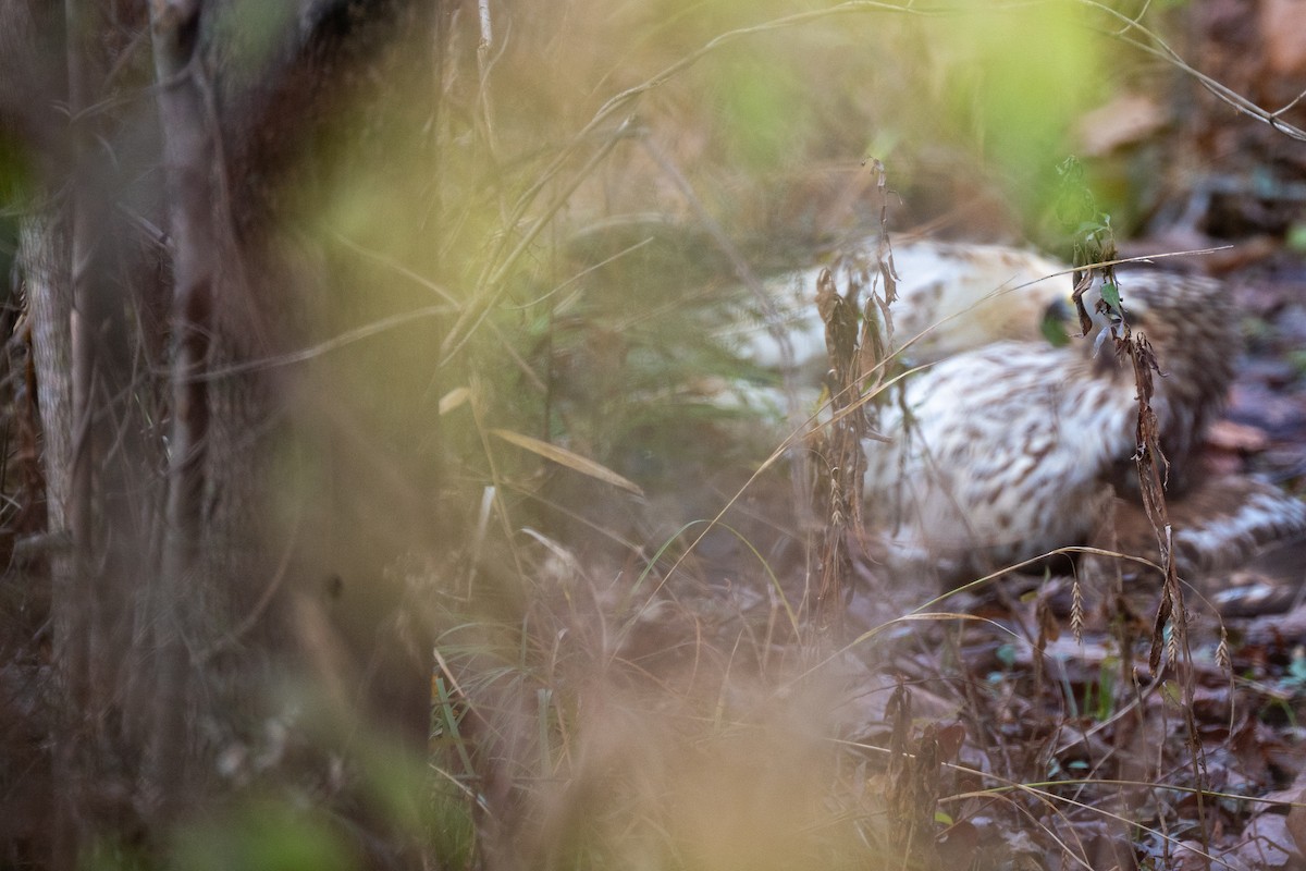 Red-shouldered Hawk - ML646539968