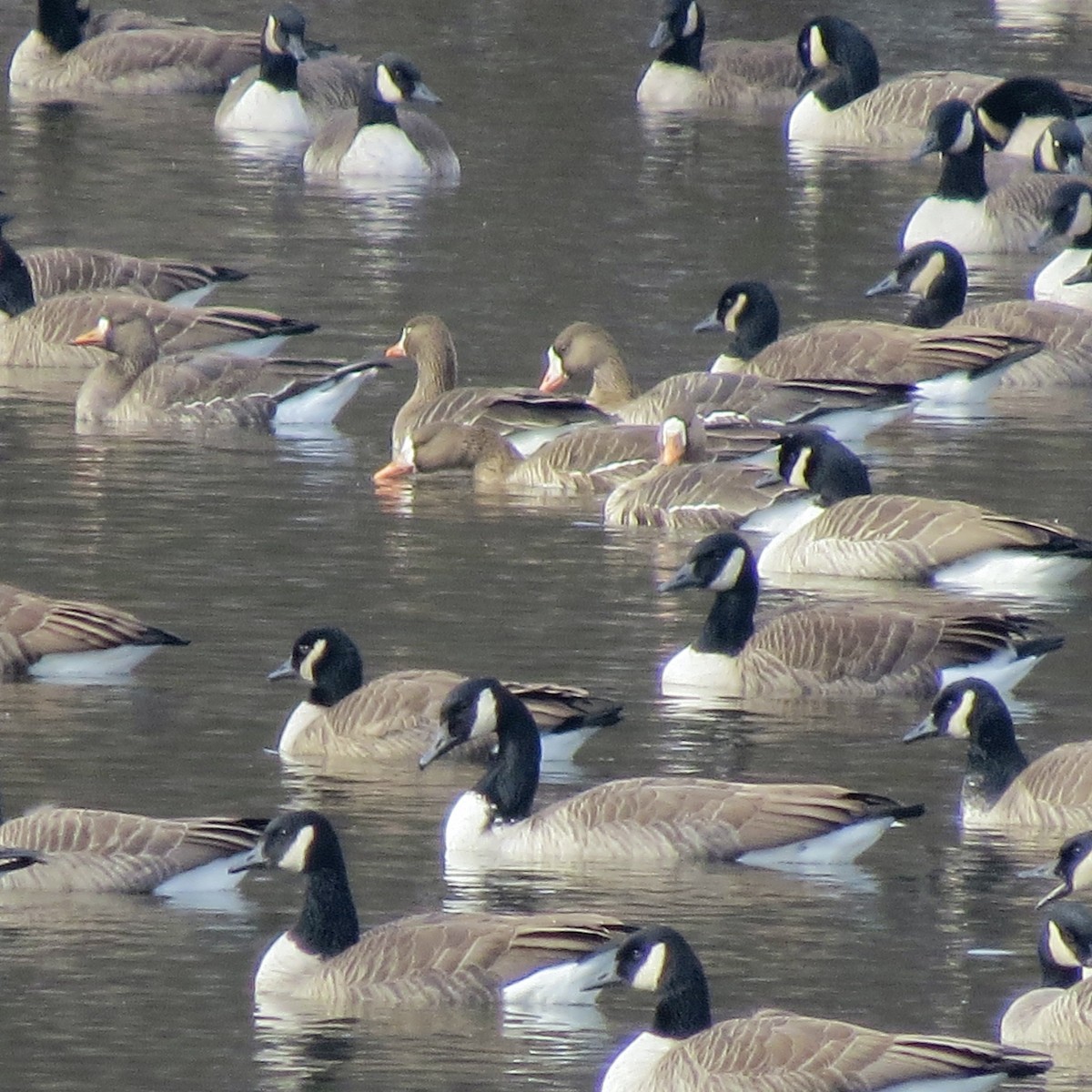 Antzara muturzuria - ML646539971