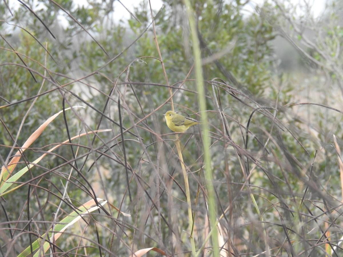 Northern Yellow Warbler - ML646539972