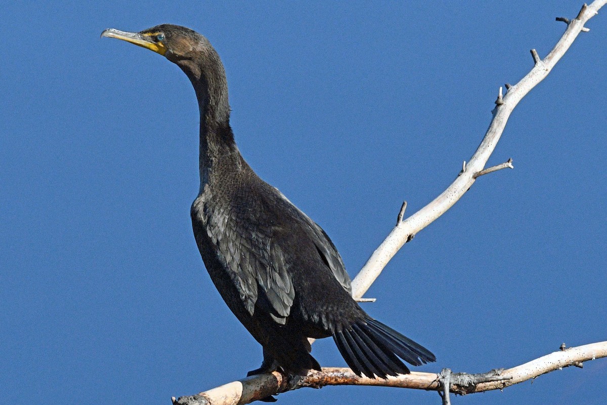 Double-crested Cormorant - ML646539977