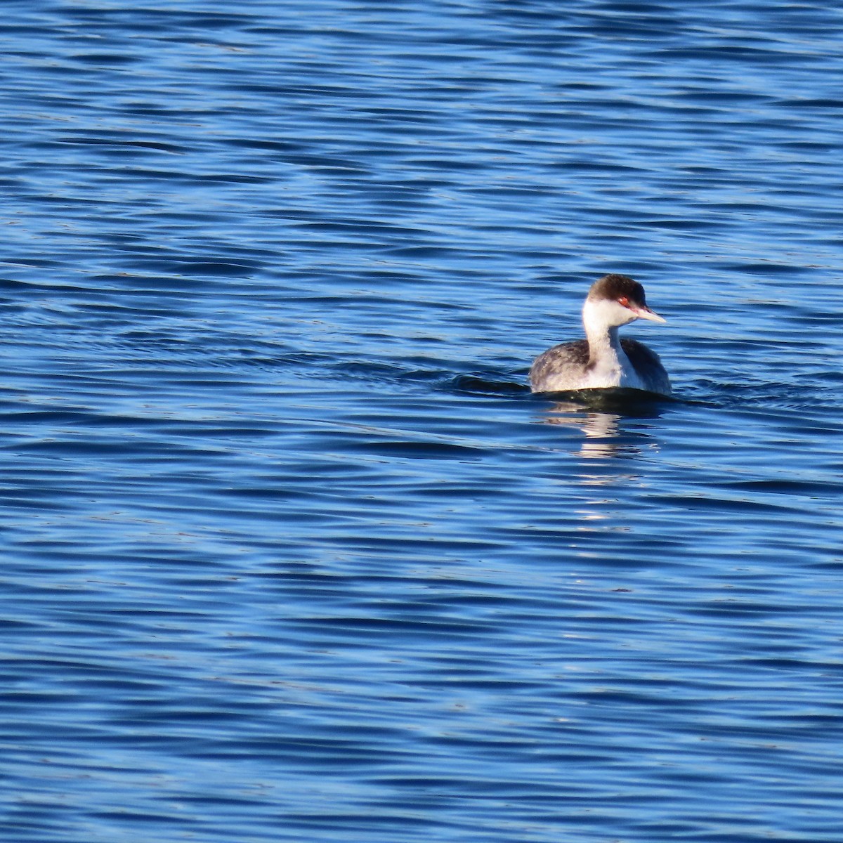 ミミカイツブリ - ML646539978