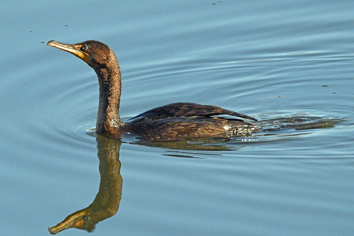 Double-crested Cormorant - ML646539981