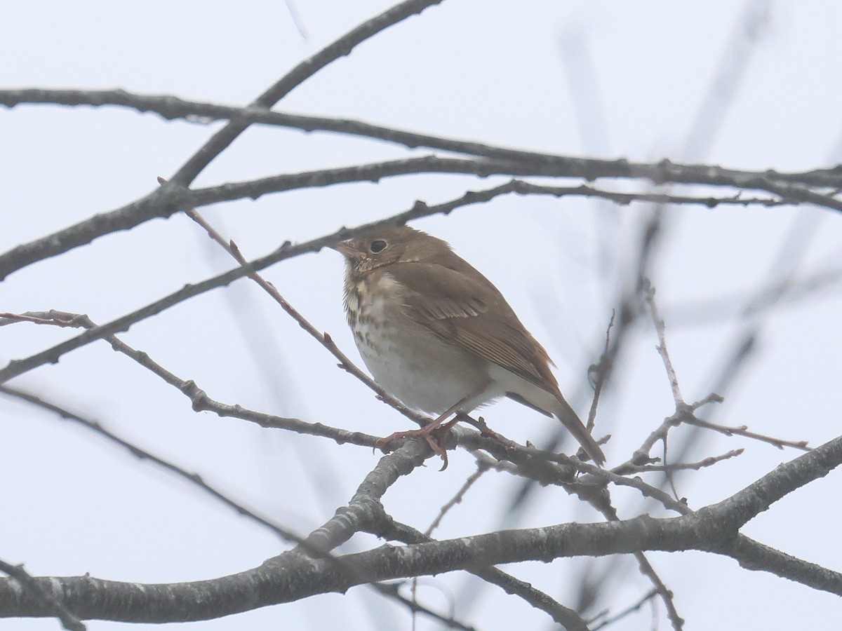 eremittskogtrost - ML646539984