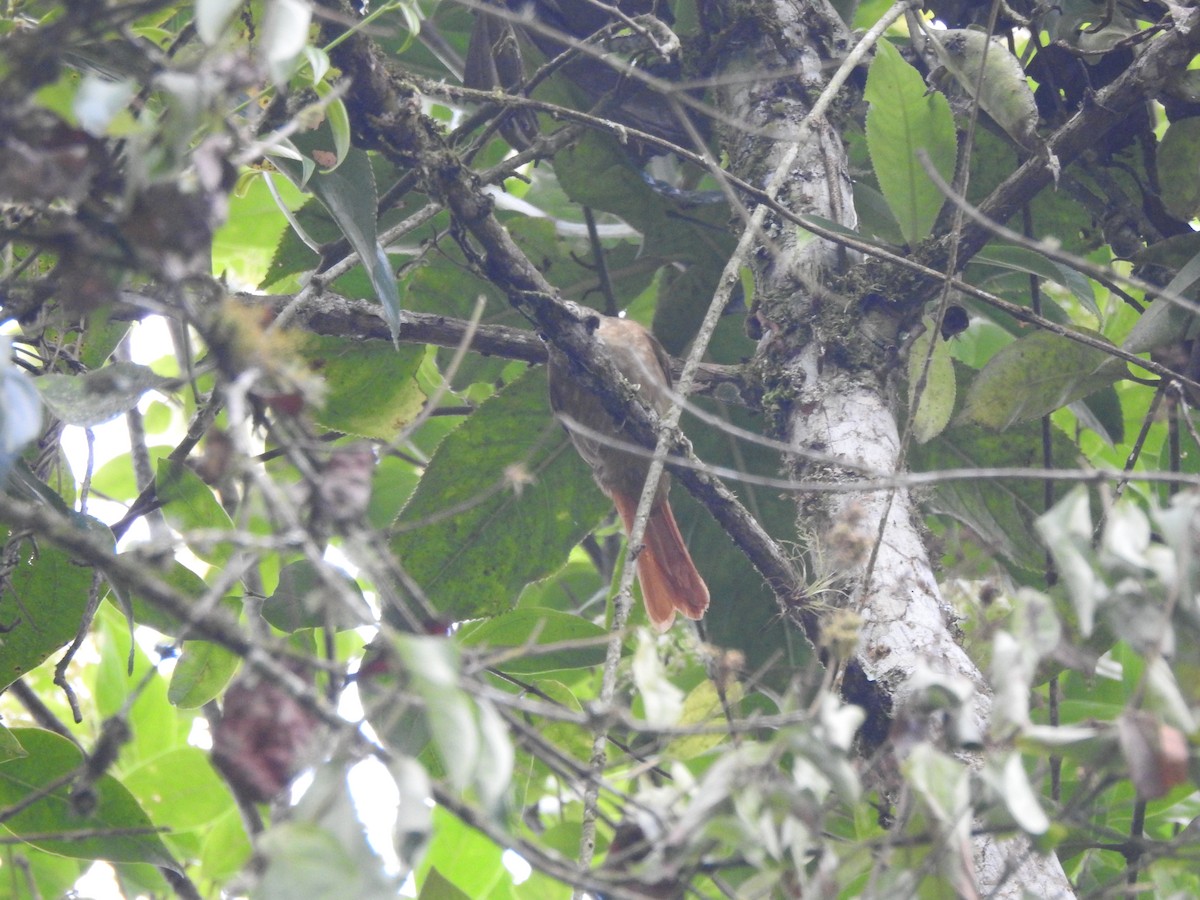 Montane Foliage-gleaner - ML646539986