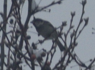 House Sparrow - ML646539992