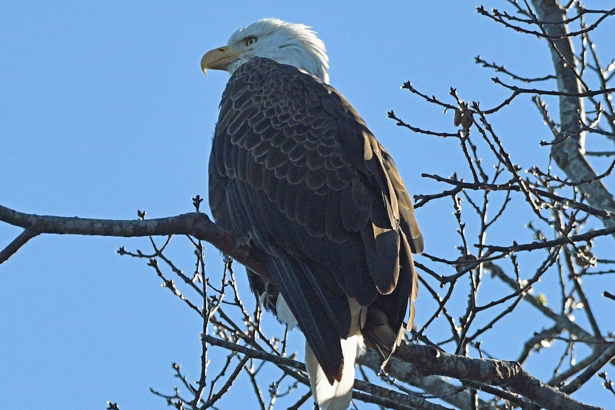 Pygargue à tête blanche - ML646539995
