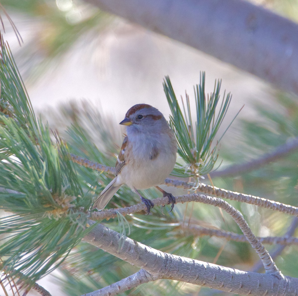 American Tree Sparrow - ML646539997