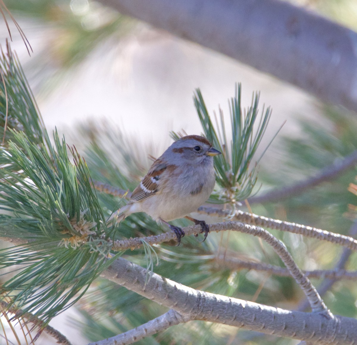 American Tree Sparrow - ML646539998