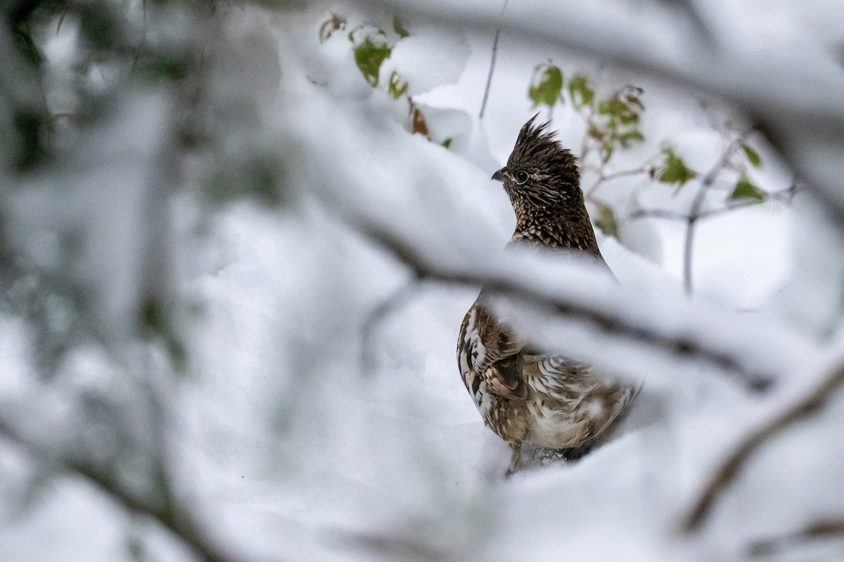 jeřábek kanadský - ML646539999