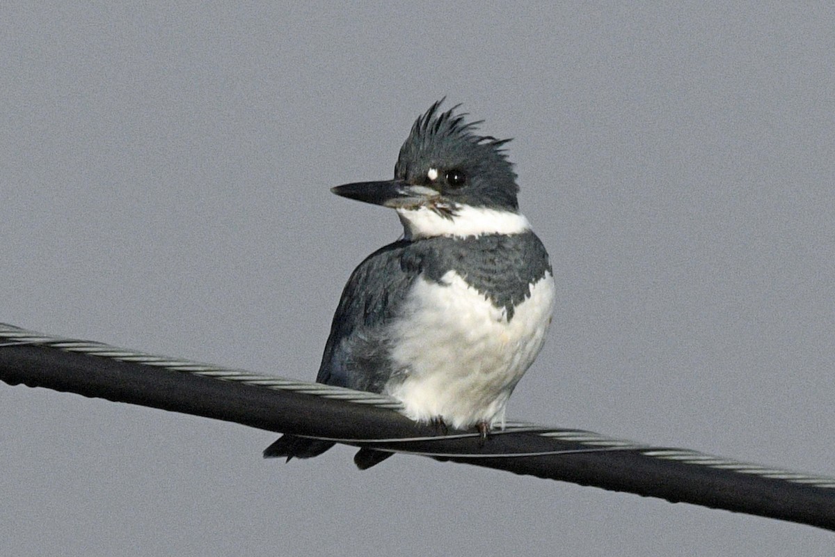Belted Kingfisher - ML646540000