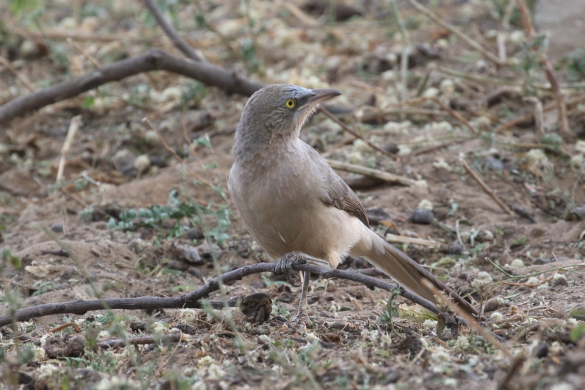 Large Gray Babbler - ML646540001