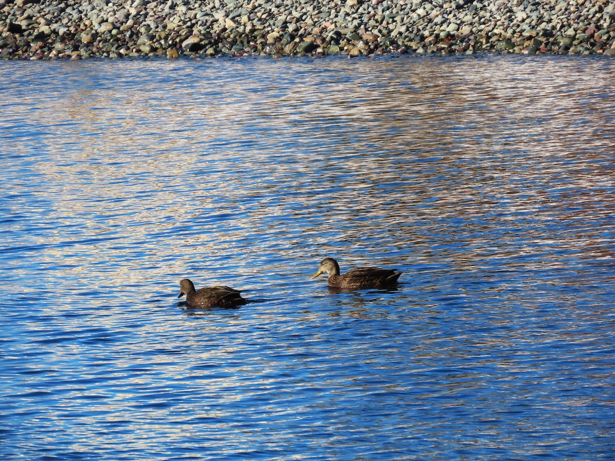 American Black Duck - ML646540006