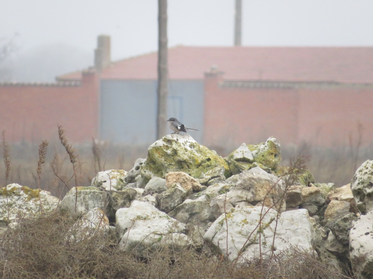 Iberian Gray Shrike - ML646540009