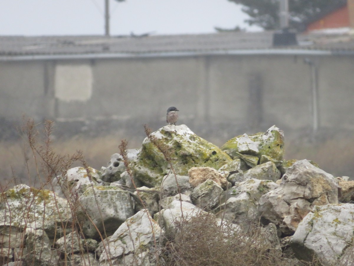 Iberian Gray Shrike - ML646540010