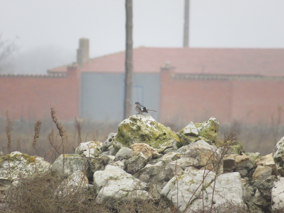 Iberian Gray Shrike - ML646540011