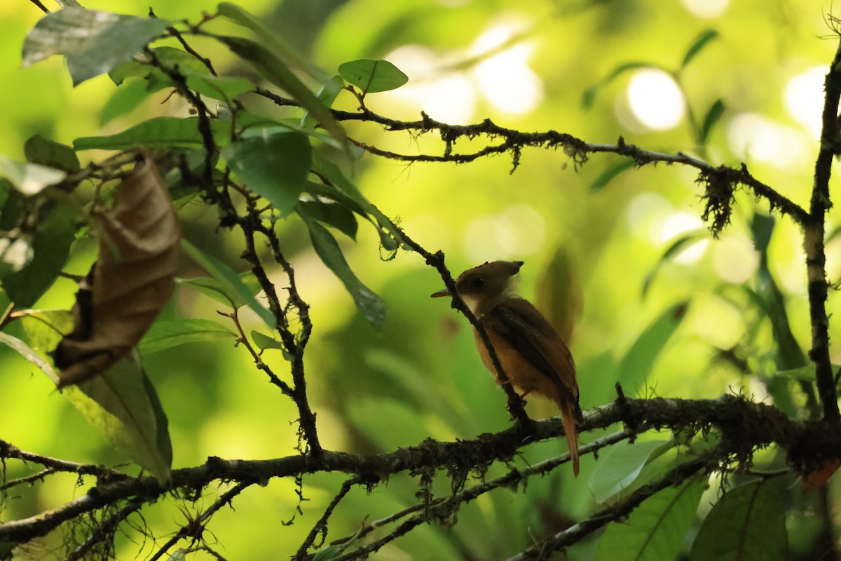 Atlantic Royal Flycatcher - ML646540012