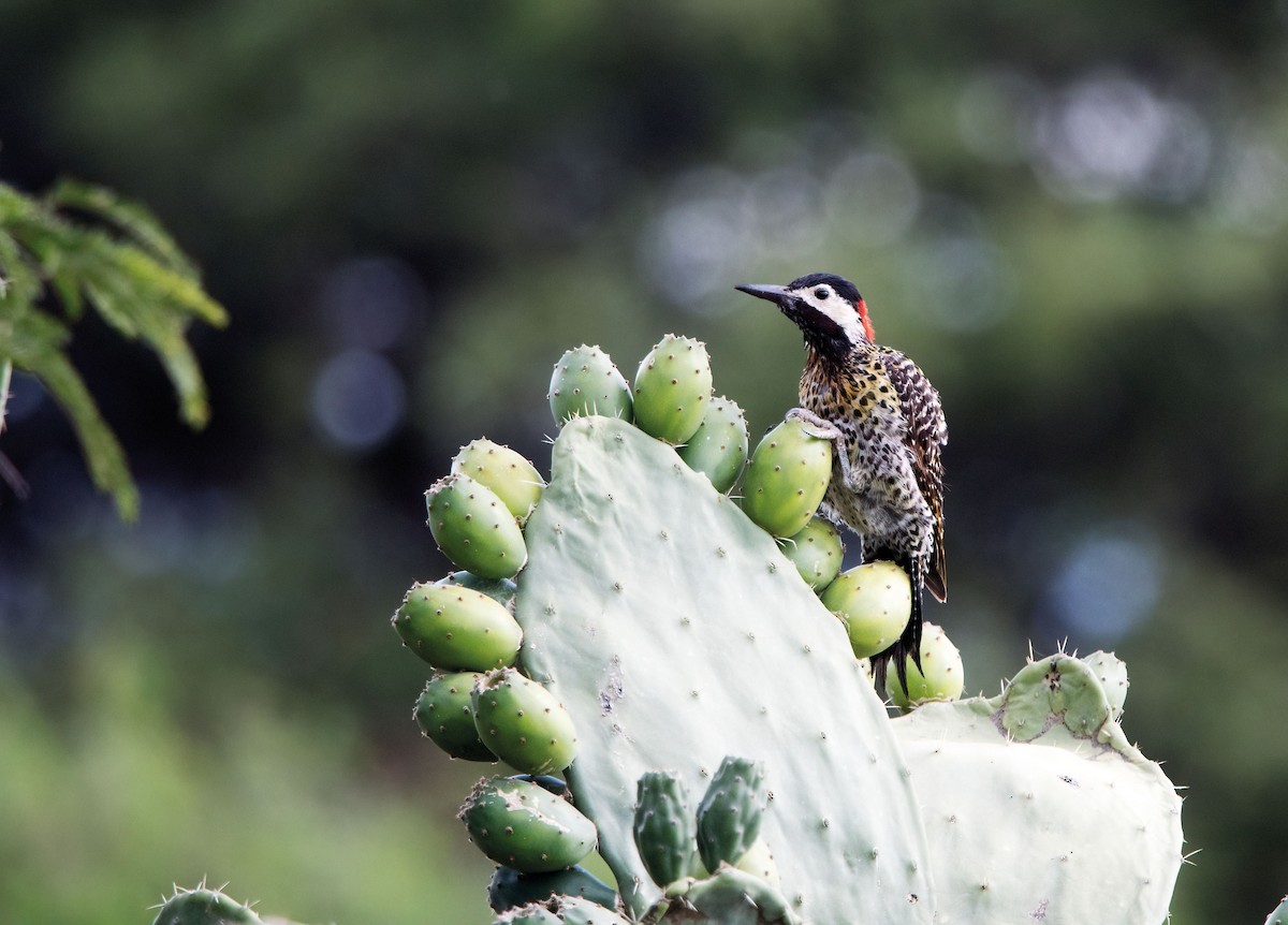 Черноусый дятел - ML646540013