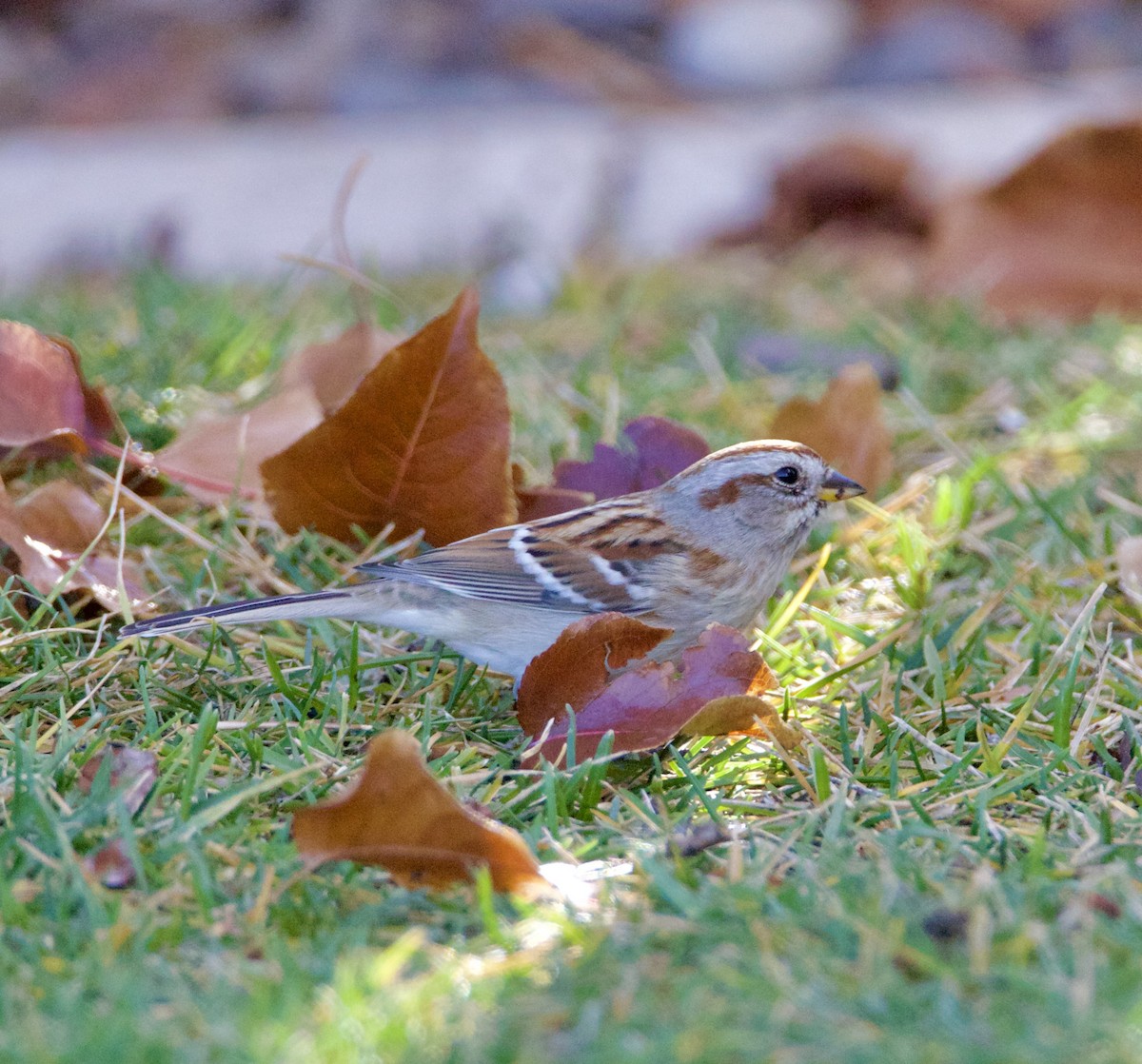American Tree Sparrow - ML646540014