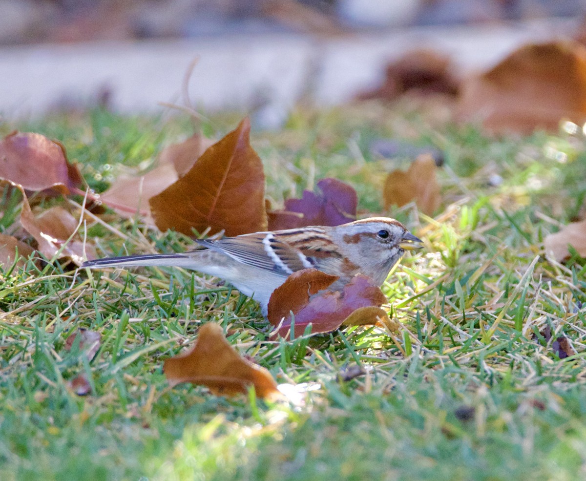 American Tree Sparrow - ML646540015