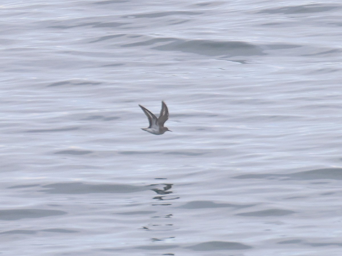 flekksnipe - ML646540018