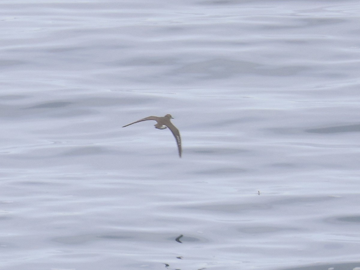 flekksnipe - ML646540019