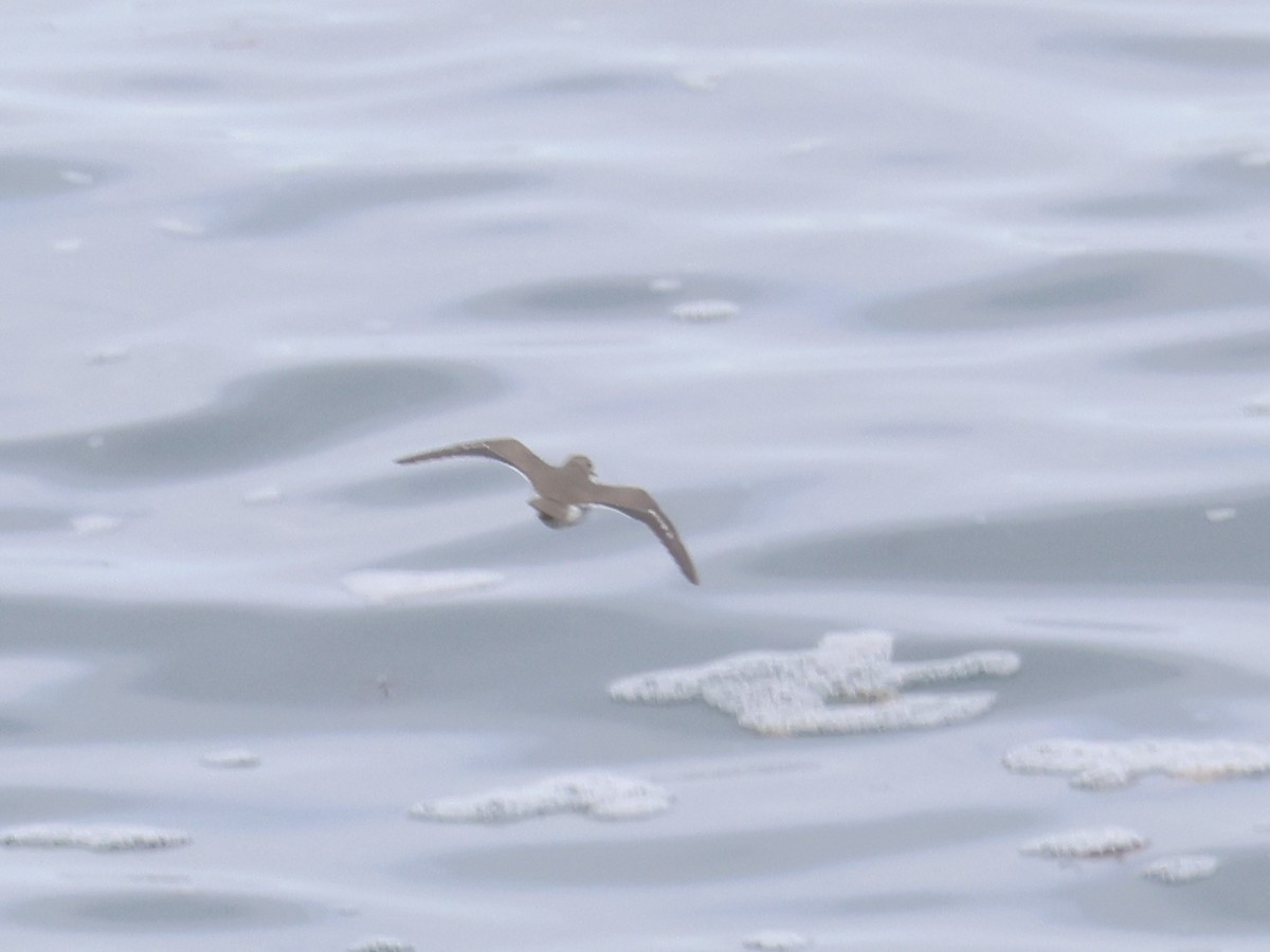 flekksnipe - ML646540020