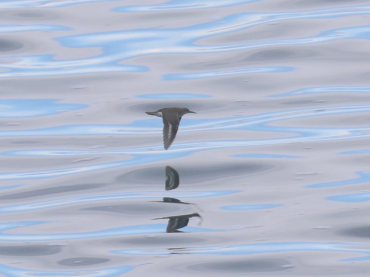 flekksnipe - ML646540021