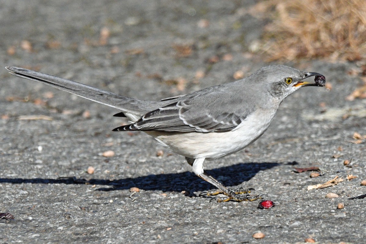 Northern Mockingbird - ML646540022
