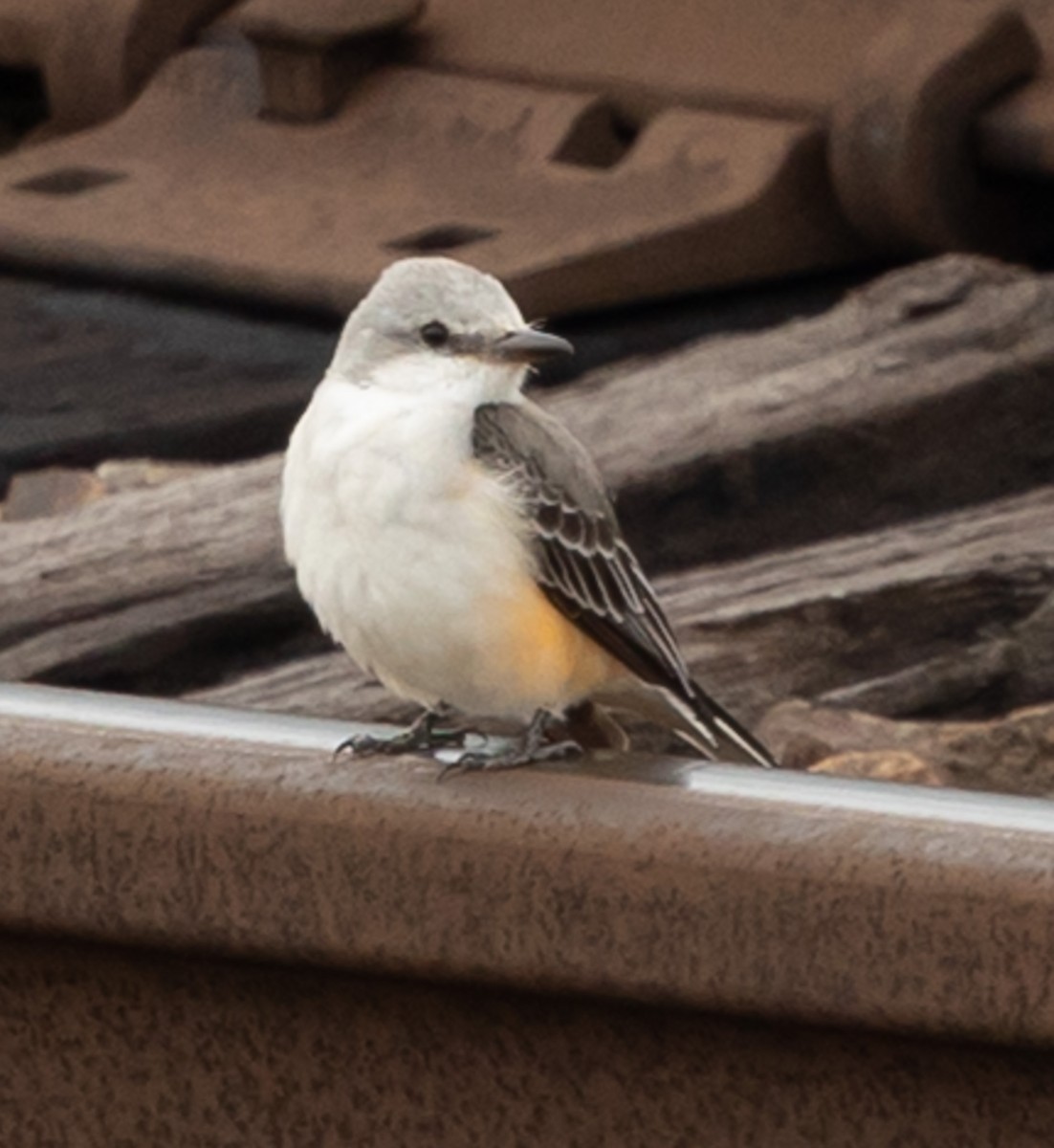 Scissor-tailed Flycatcher - ML646540023