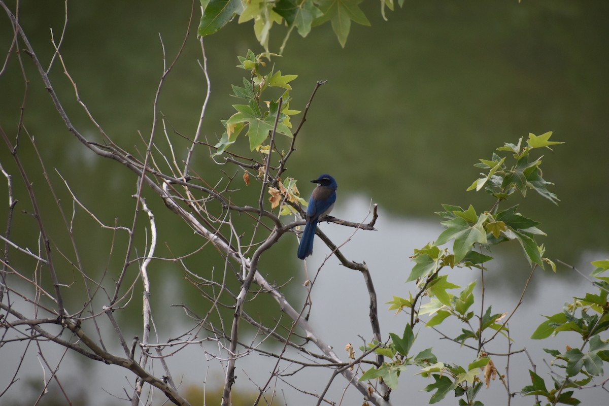 California Scrub-Jay - ML646540039