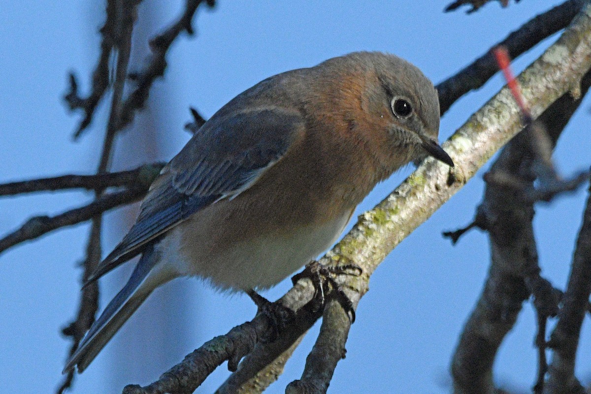Eastern Bluebird - ML646540042