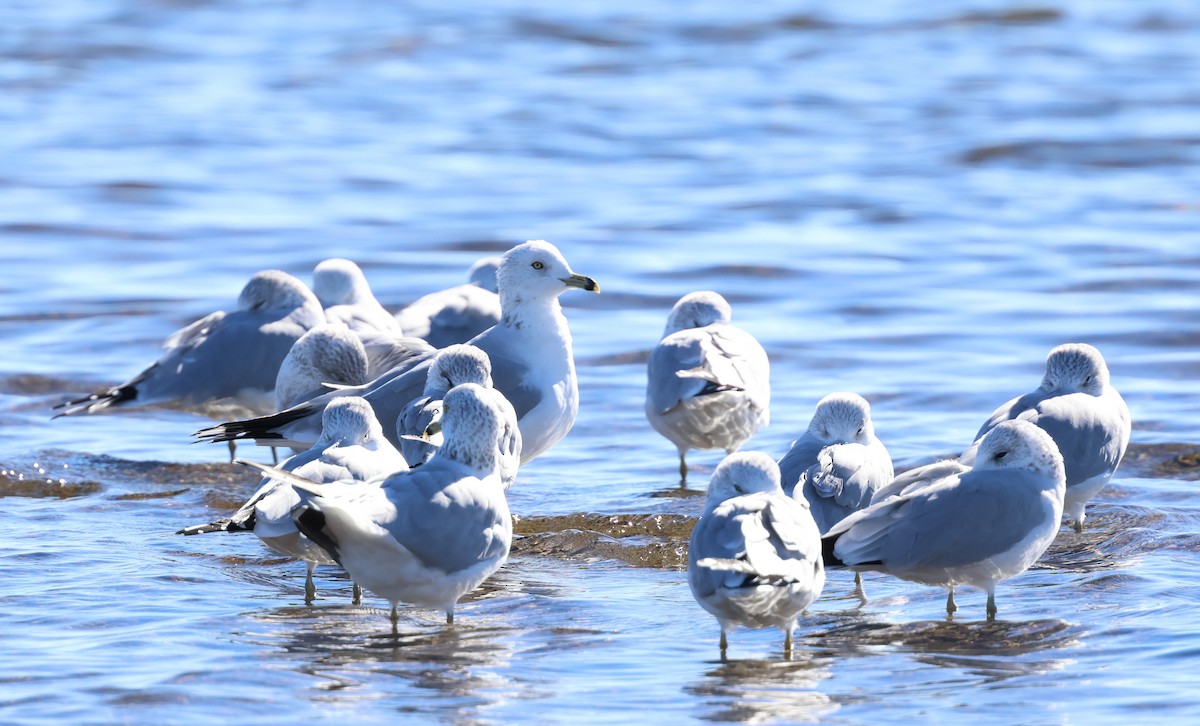 Ring-billed Gull - ML646540044