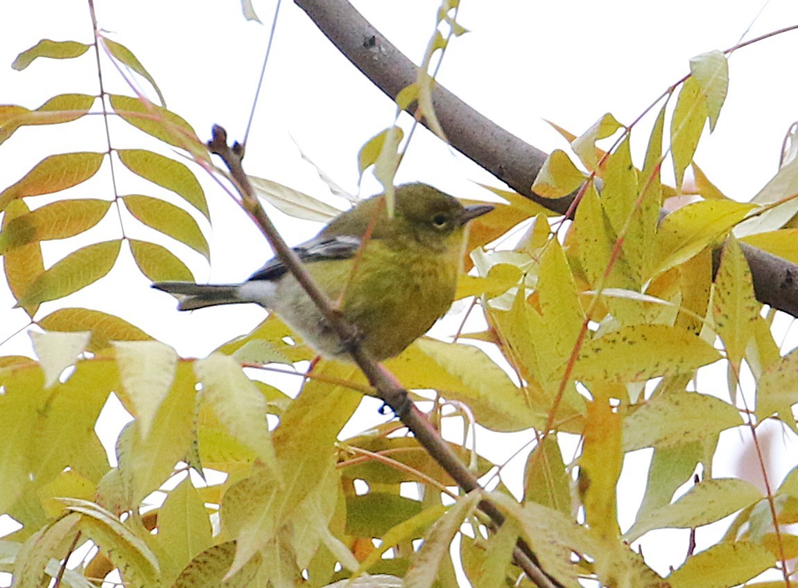 Pine Warbler - ML646540047