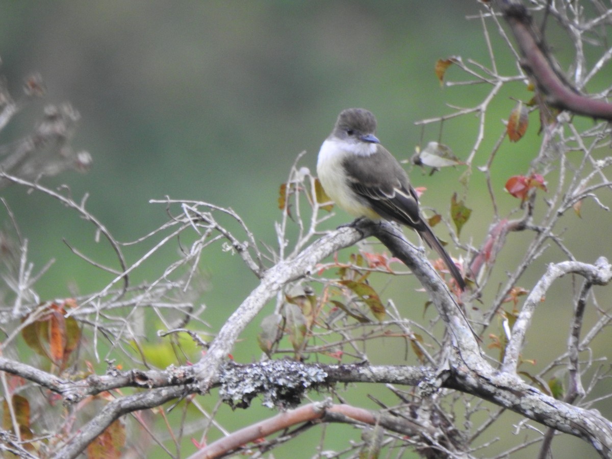 Pale-edged Flycatcher - ML646540049