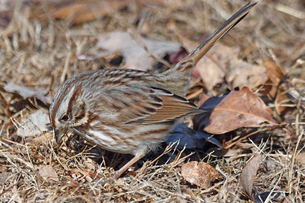 Song Sparrow - ML646540050