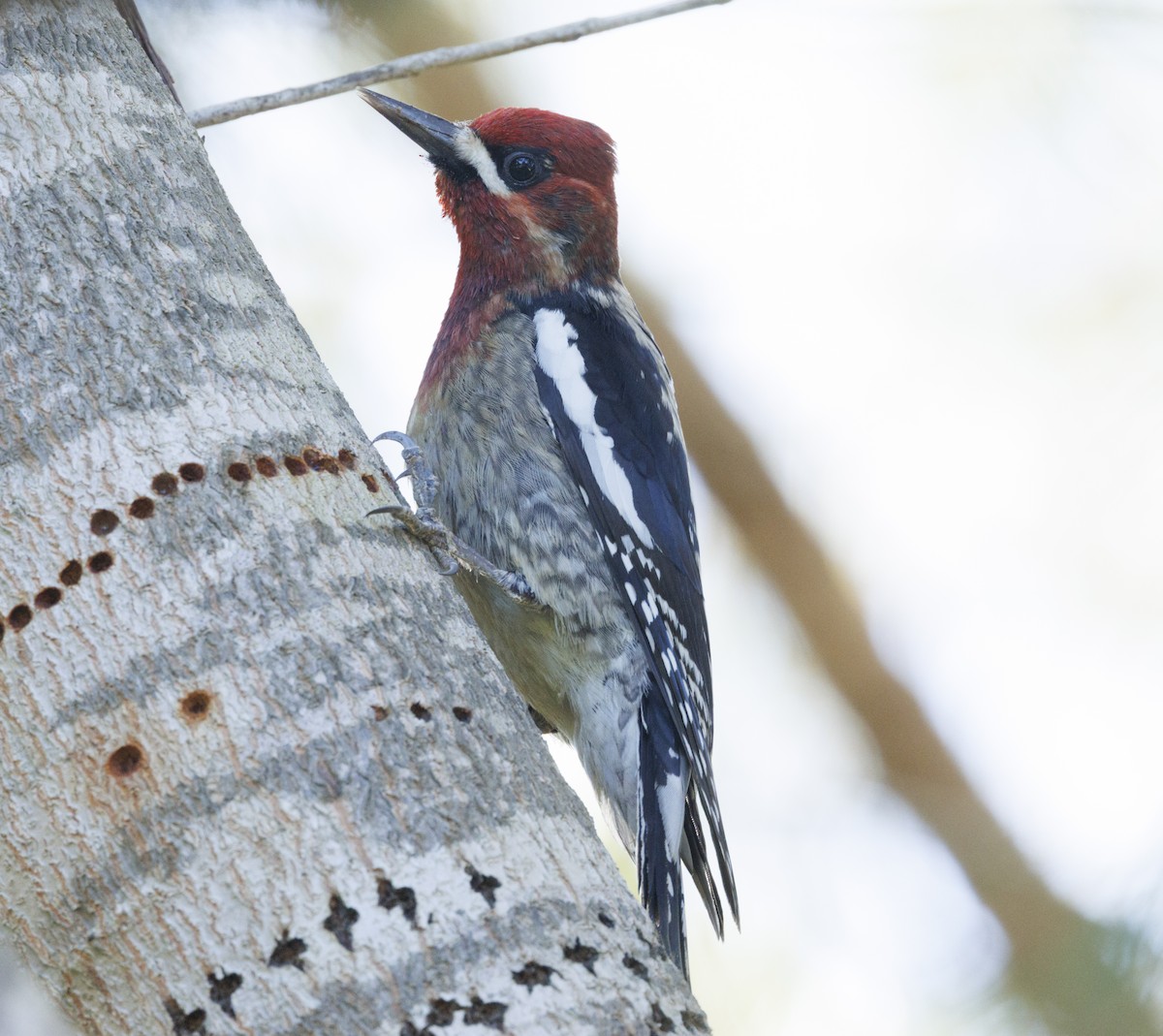Red-breasted Sapsucker - ML646540052