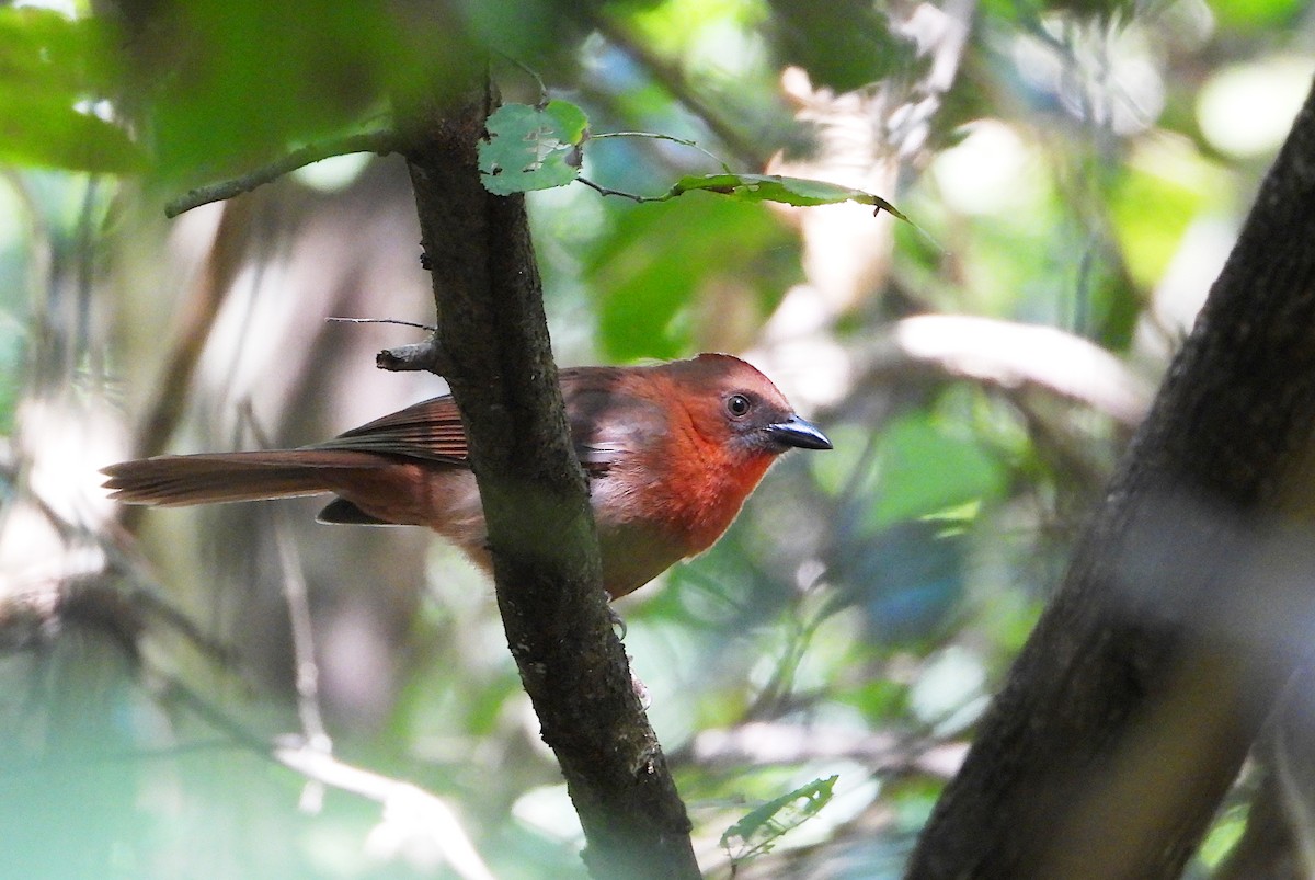 Red-throated Ant-Tanager - ML646540053