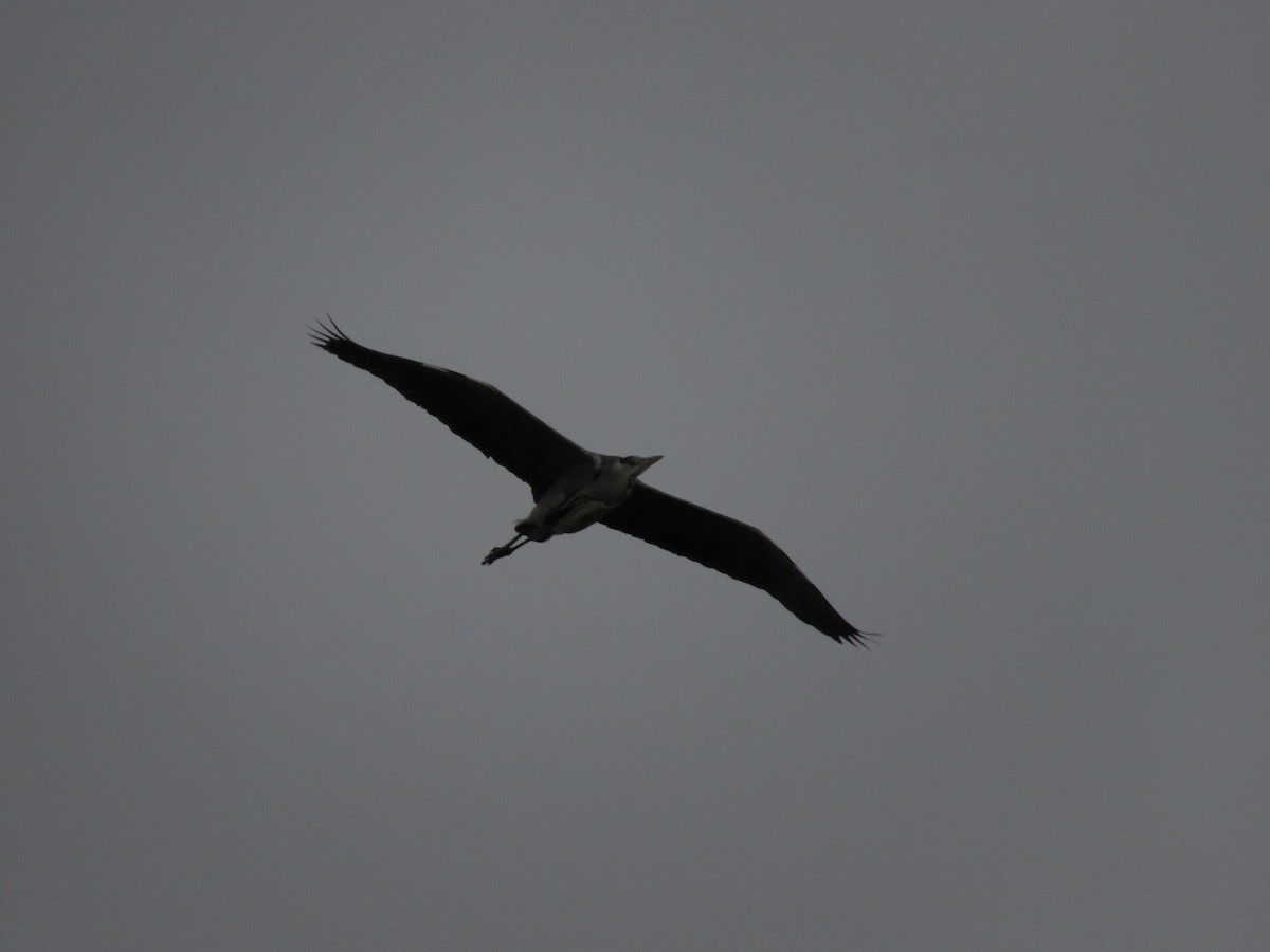 Gray Heron - ML646540055